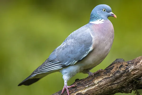 Wood-Pigeon