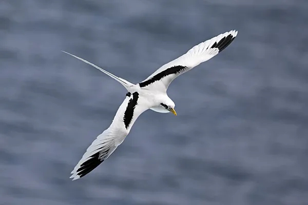 White-tailed Tropicbird