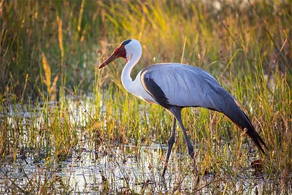 wattled crane