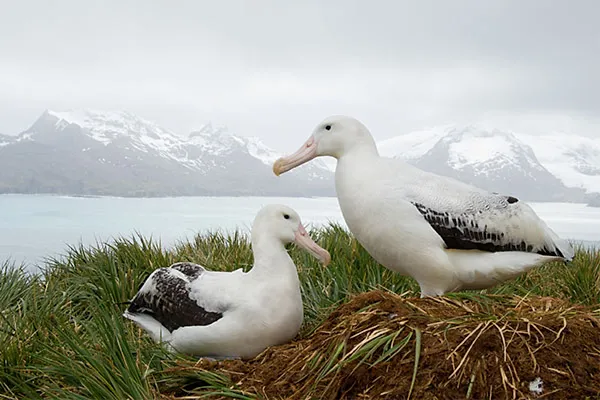 Wandering Albatross