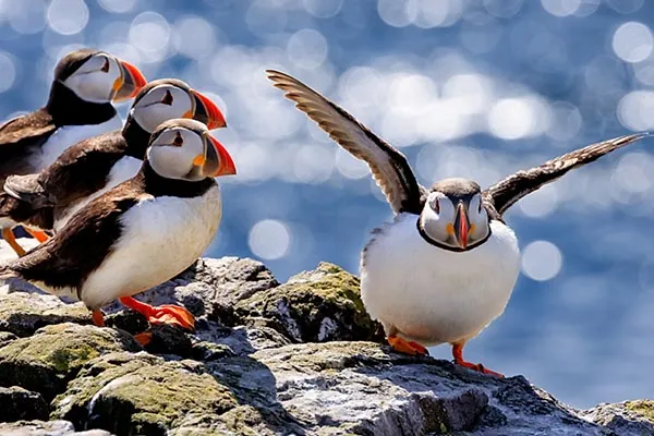 Atlantic Puffin