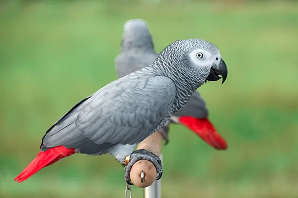 African Grey Parrot