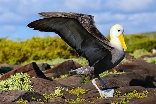 Albatross