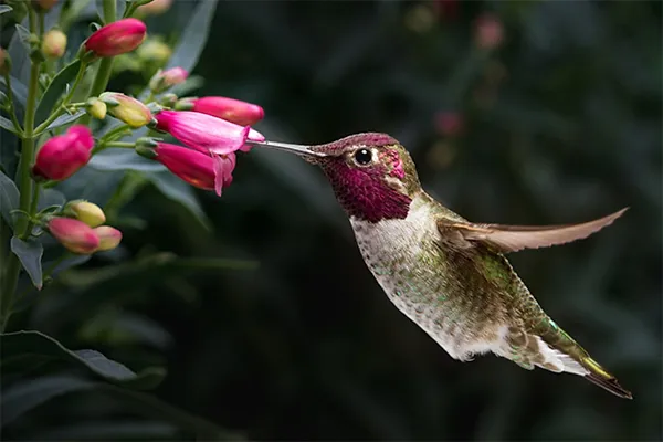 Anna's Hummingbird