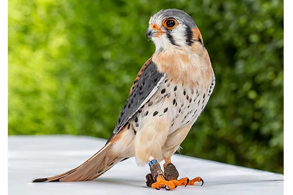 American Kestrel