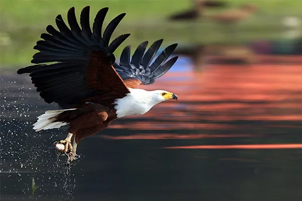 African Fish Eagle