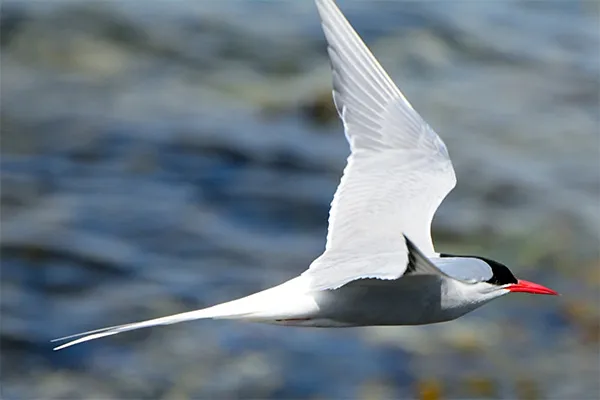 Arctic Tern