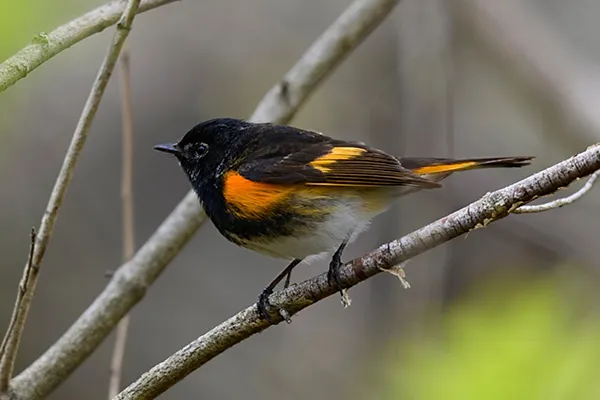 American Redstart