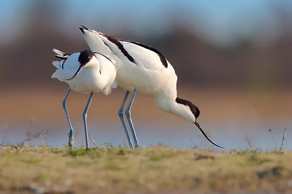Avocet