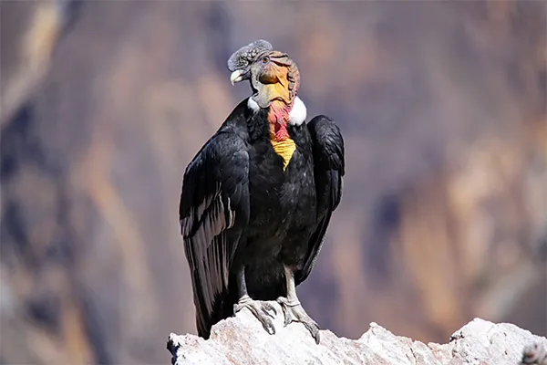 Andean Condor