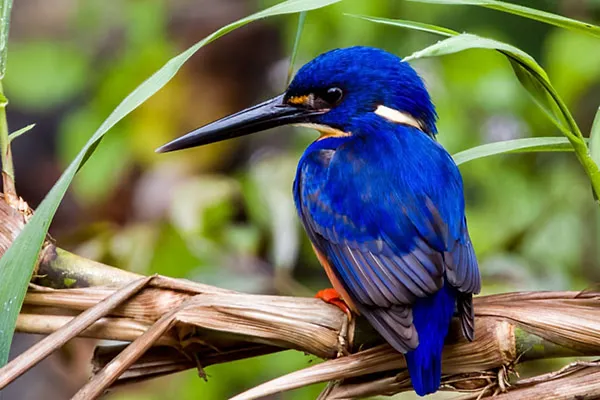 Azure Kingfisher