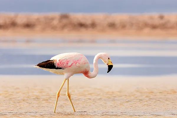 Andean Flamingo