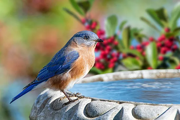 Eastern Bluebird