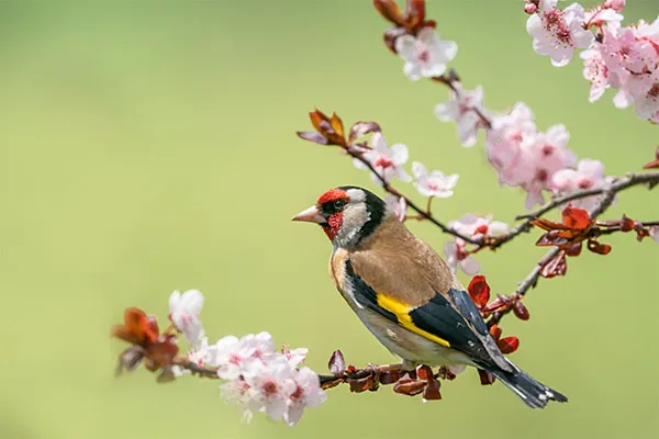 European Goldfinch
