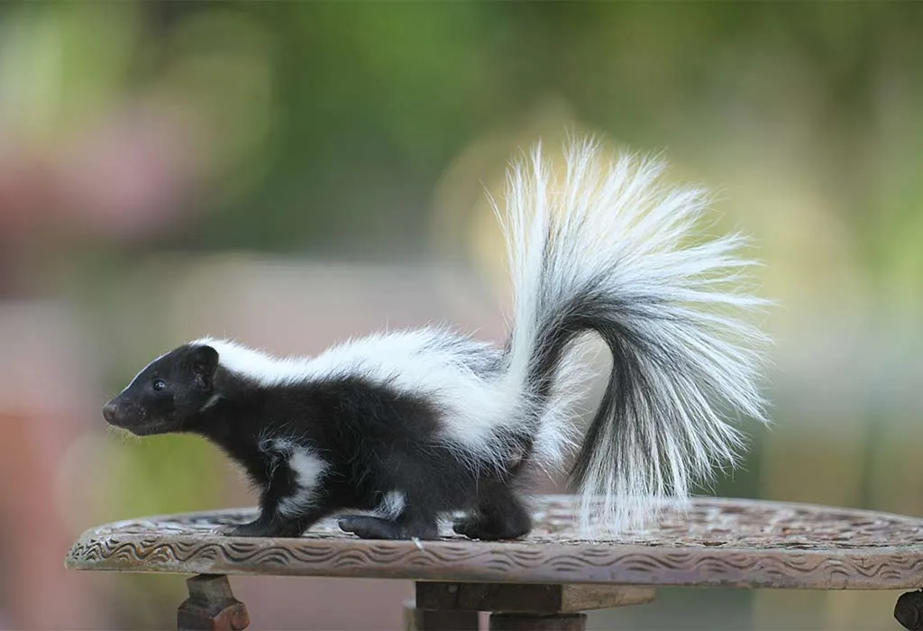 Skunk