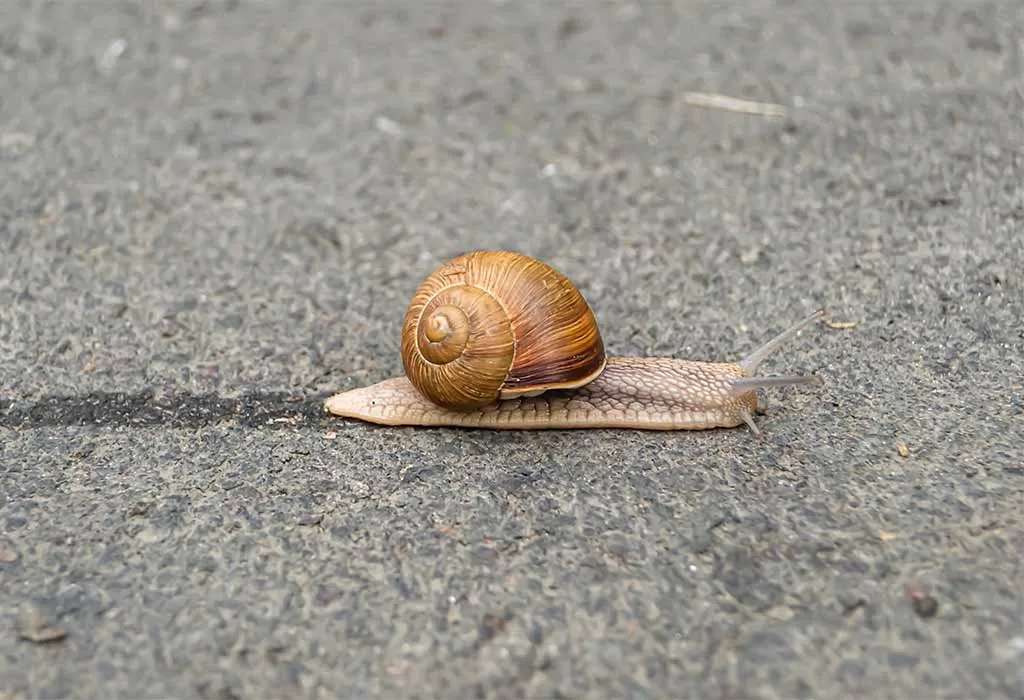 Snail