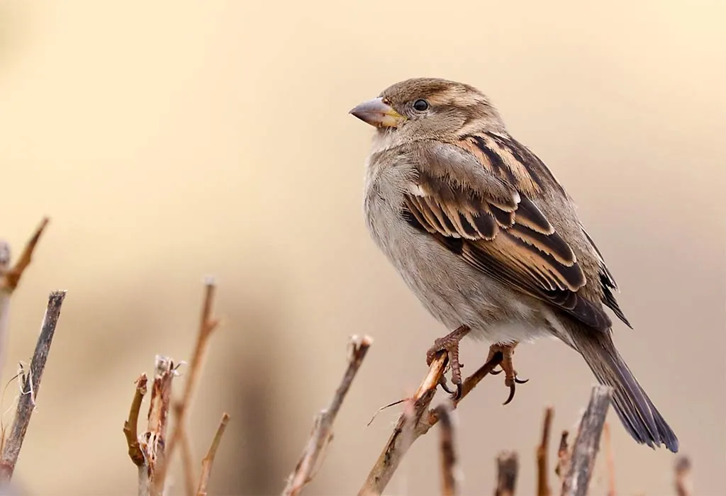 Sparrow