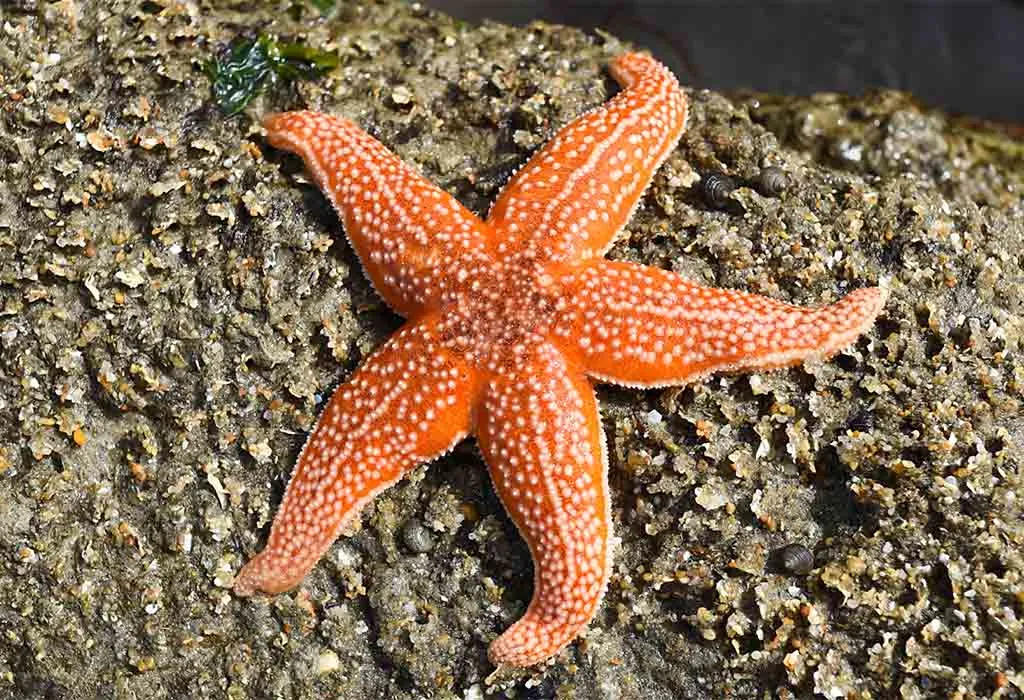 Starfish