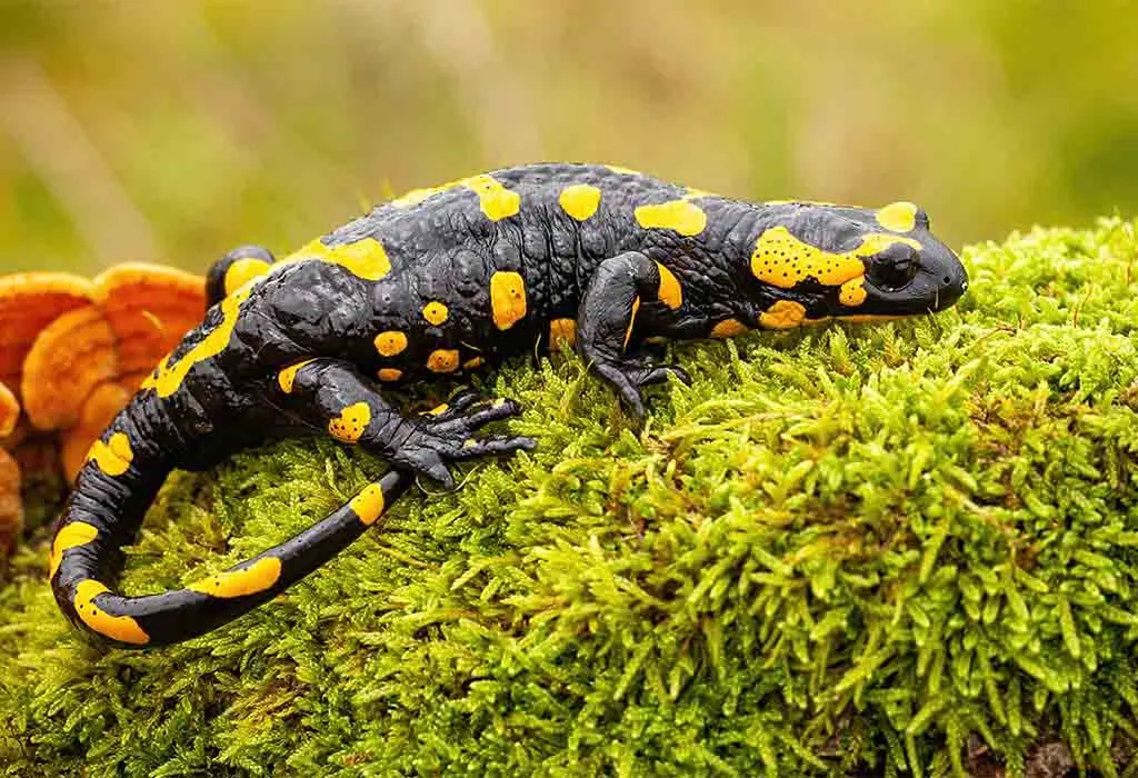 Salamander