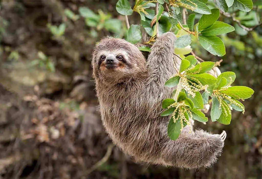 Sloth