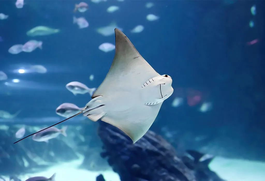 Stingray