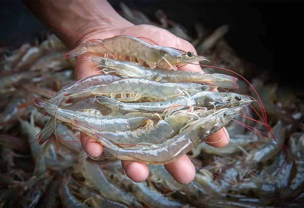 Shrimp