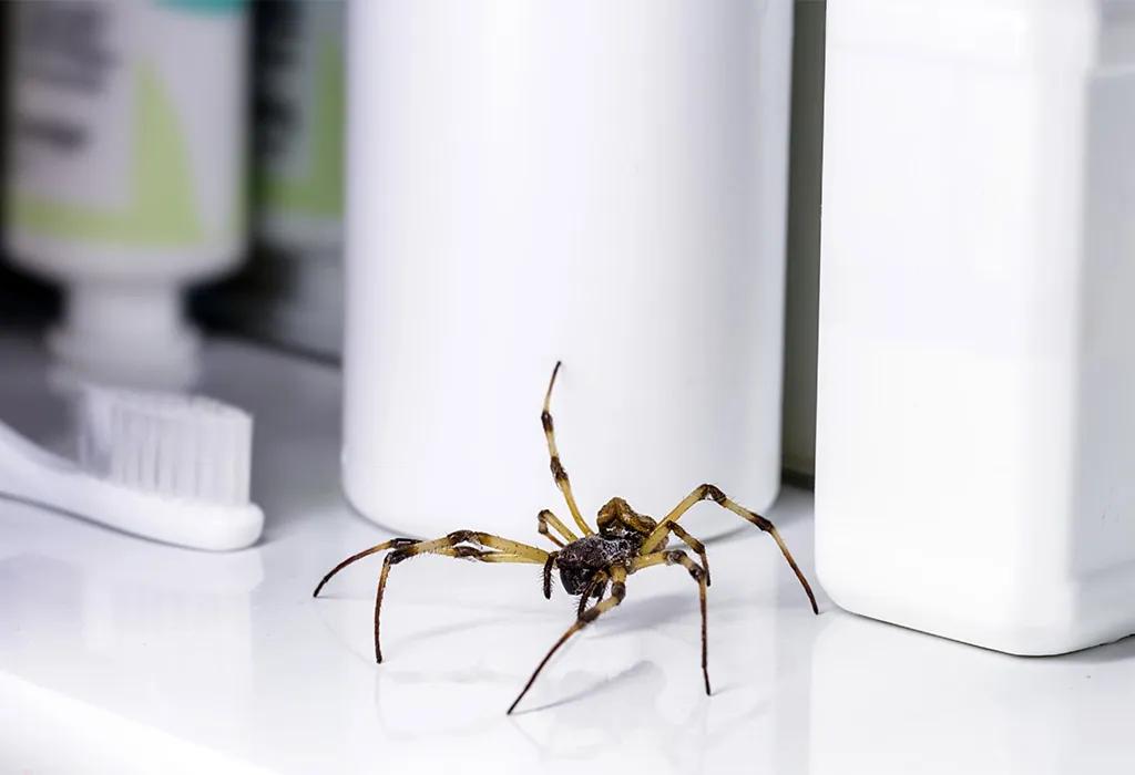 Spider