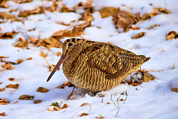 Eurasian Woodcock