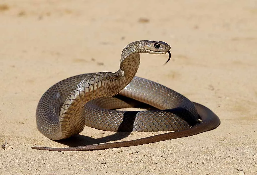 Snakes
