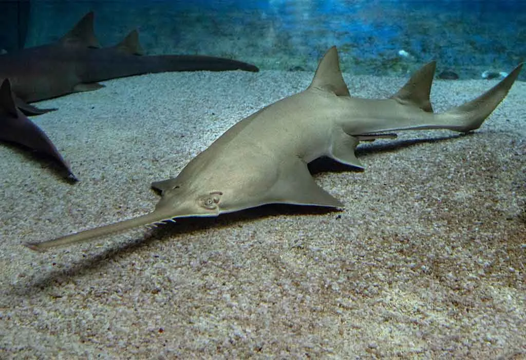 Sawfish