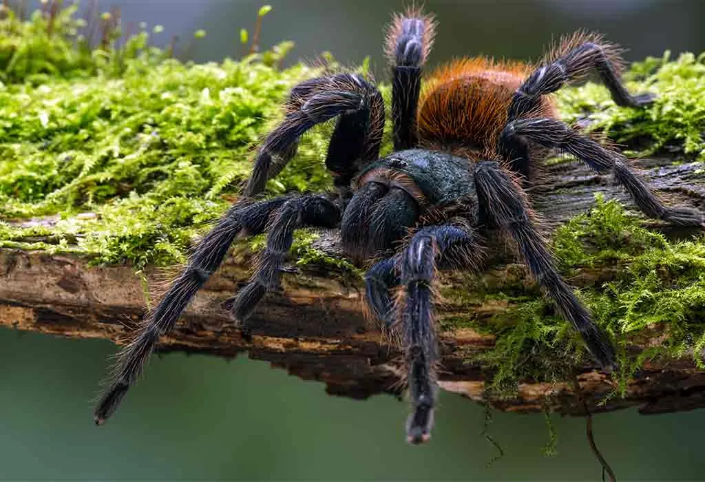 Tarantula