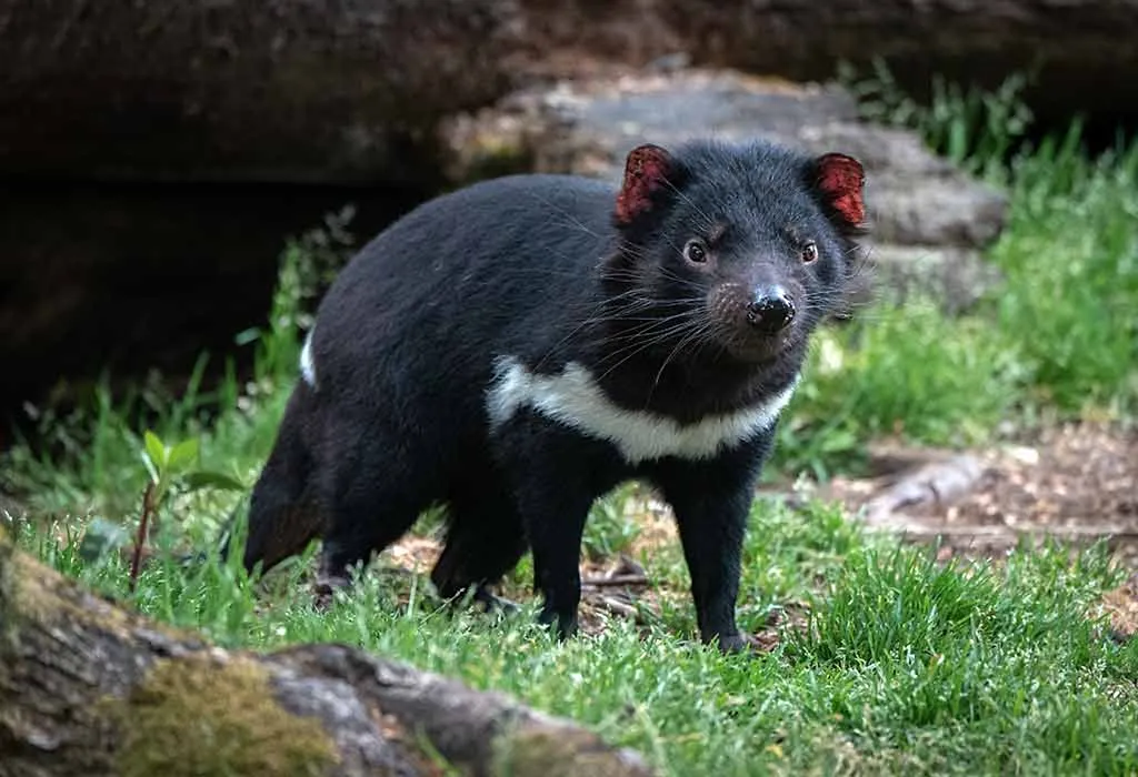 Tasmanian Devil