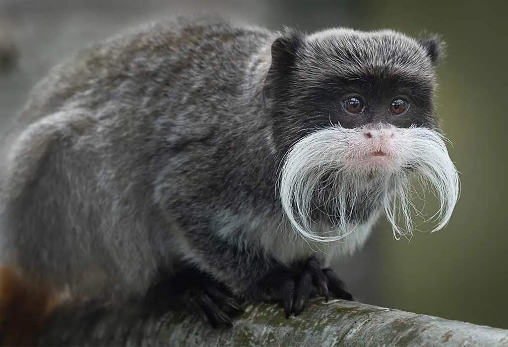 Tamarin