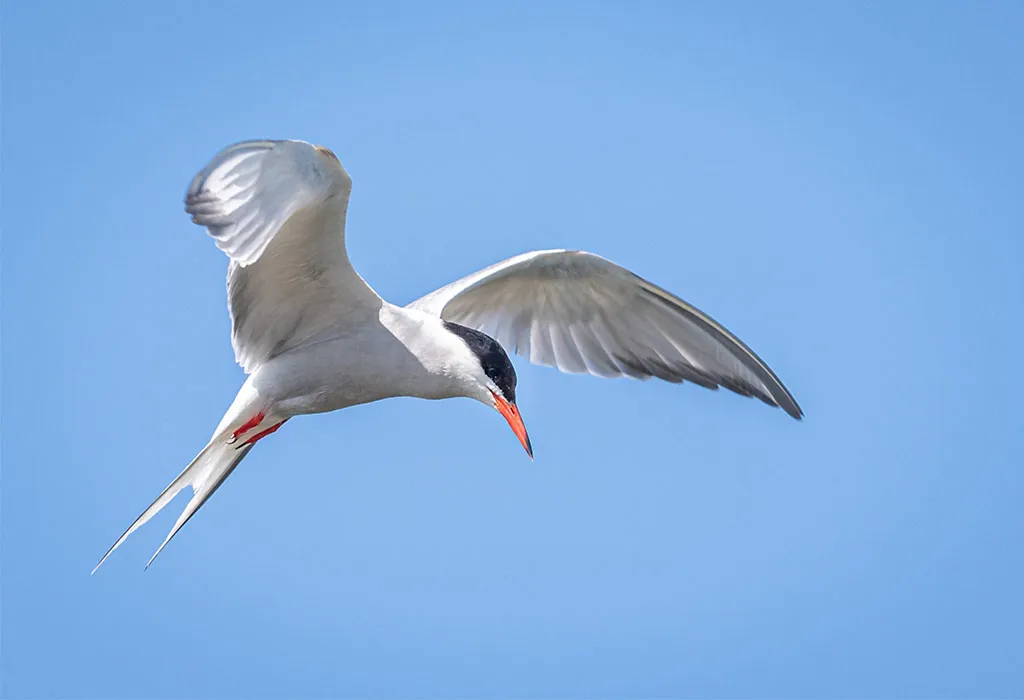 Tern