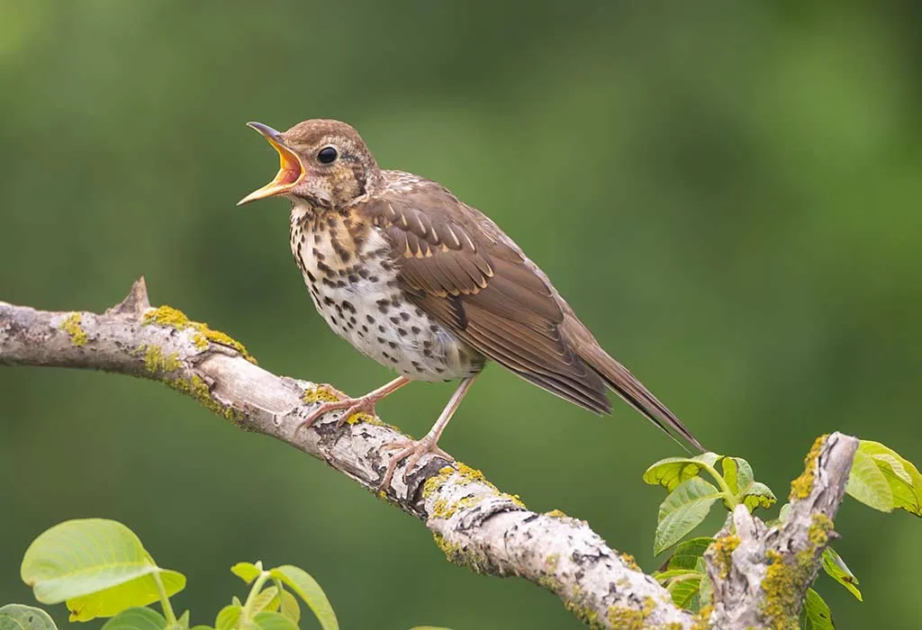 Thrush
