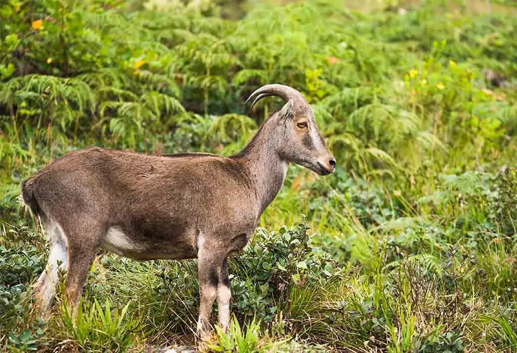 Tahr