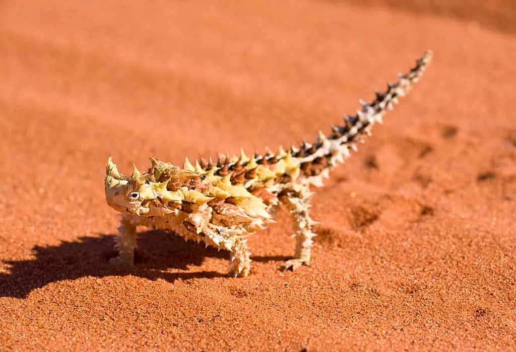 Thorny Devil
