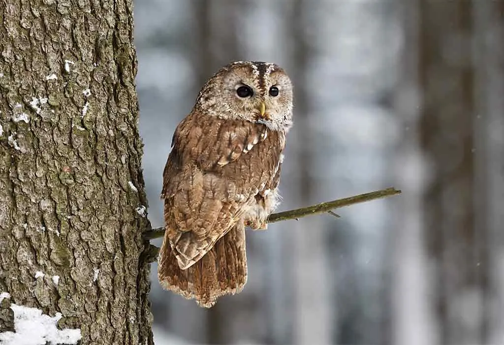 Tawny Owl