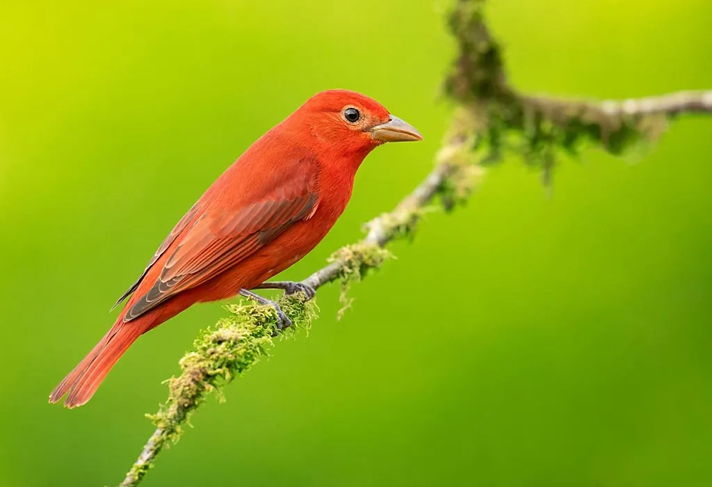 Tanager