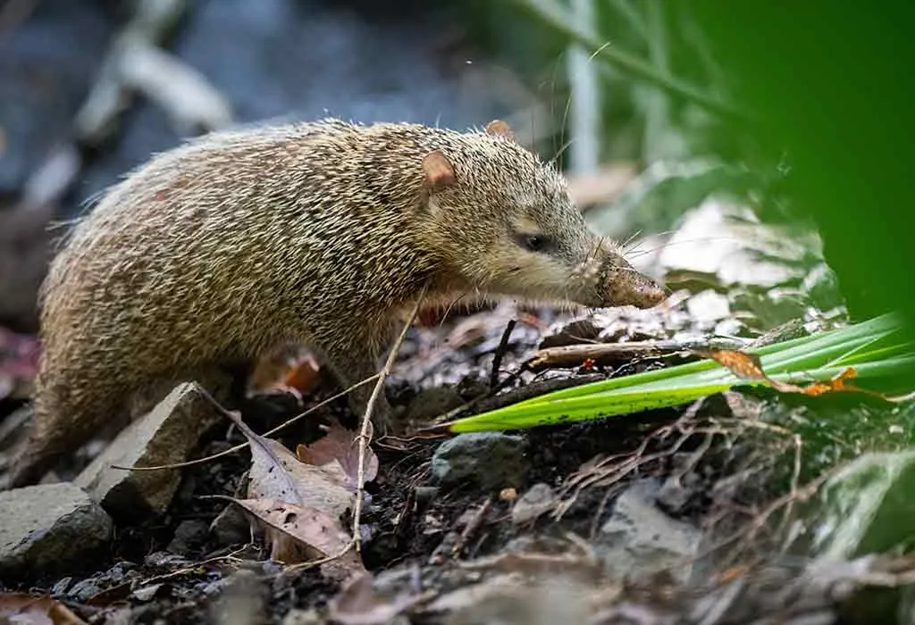 Tenrec