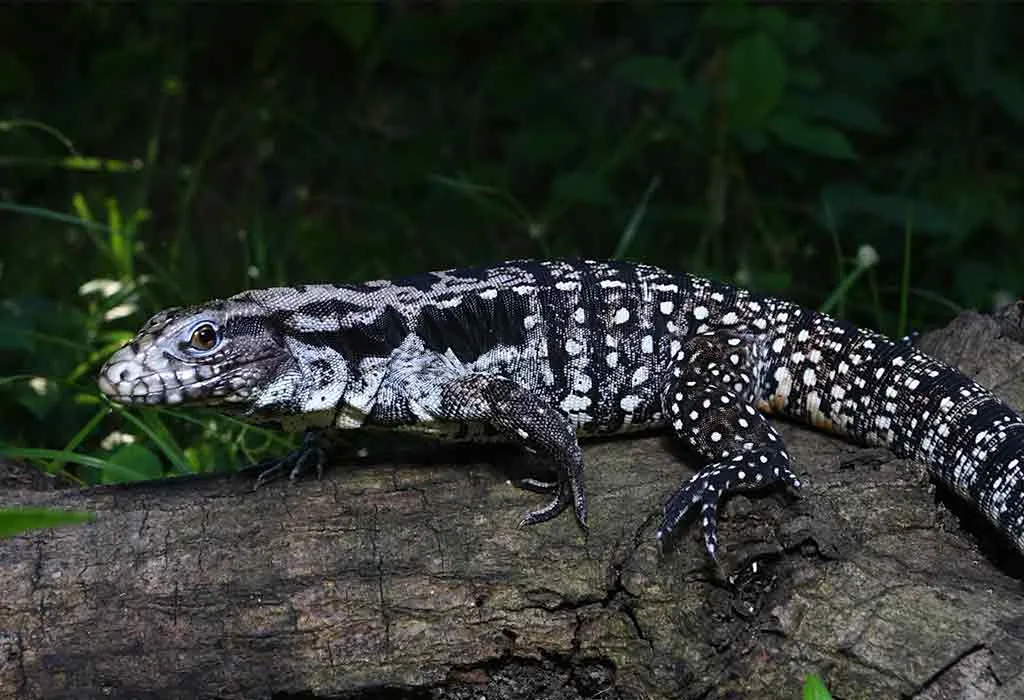 Tegu