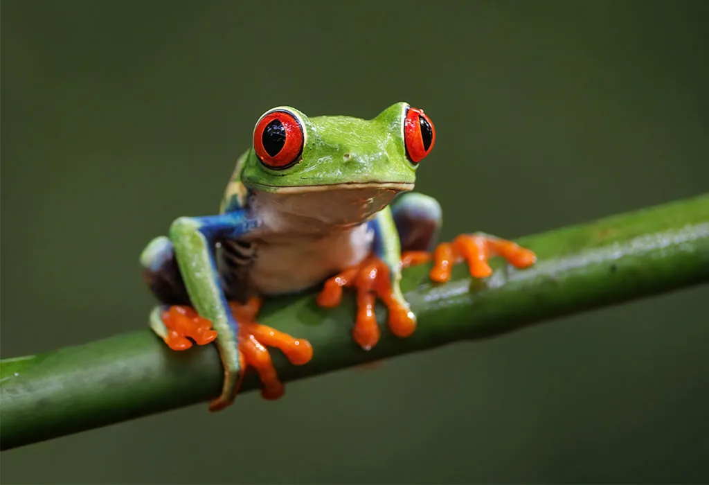 Tree Frog