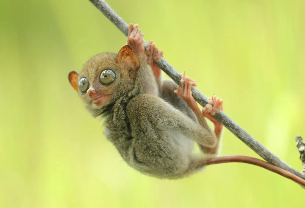 Tarsier