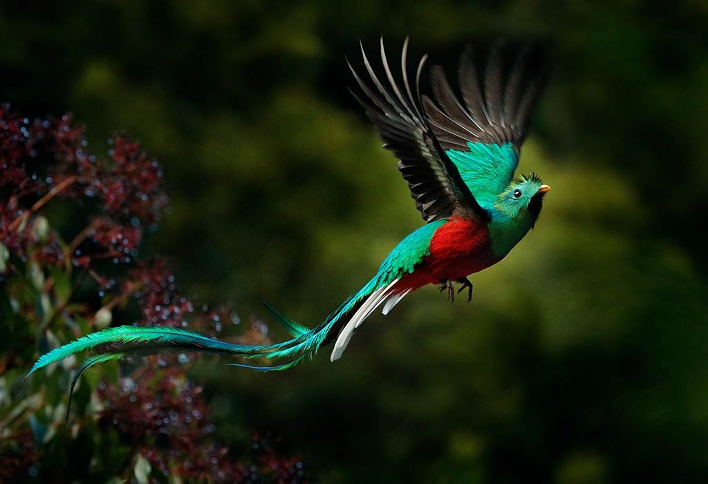 Quetzal