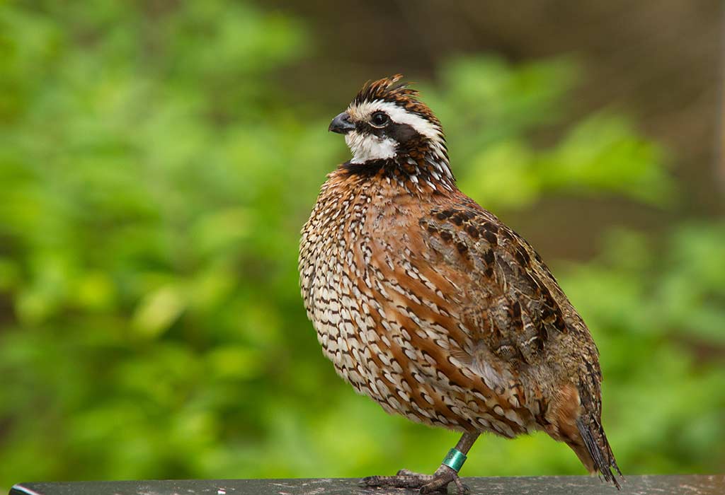 Quail