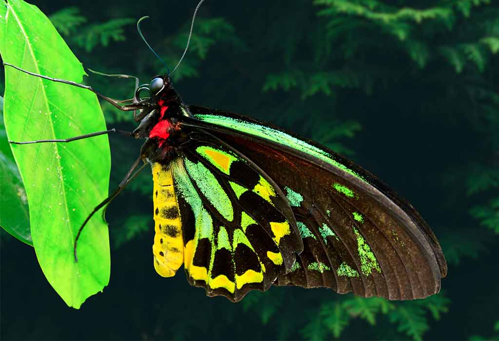 Queen Alexandra's Birdwing