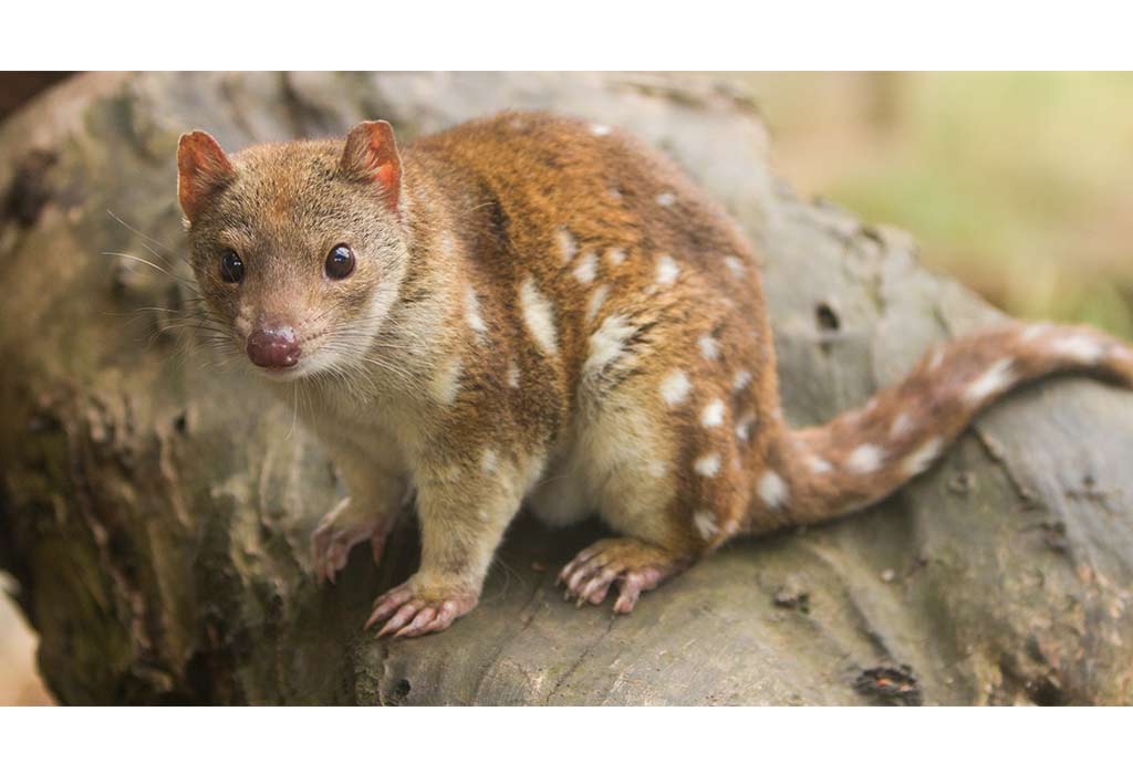 Quoll