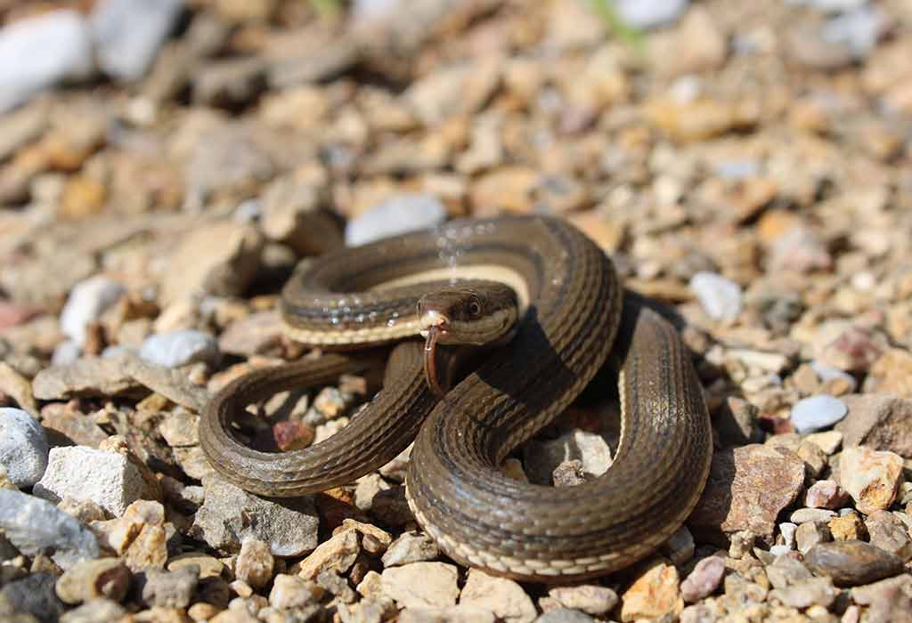 Queen Snake