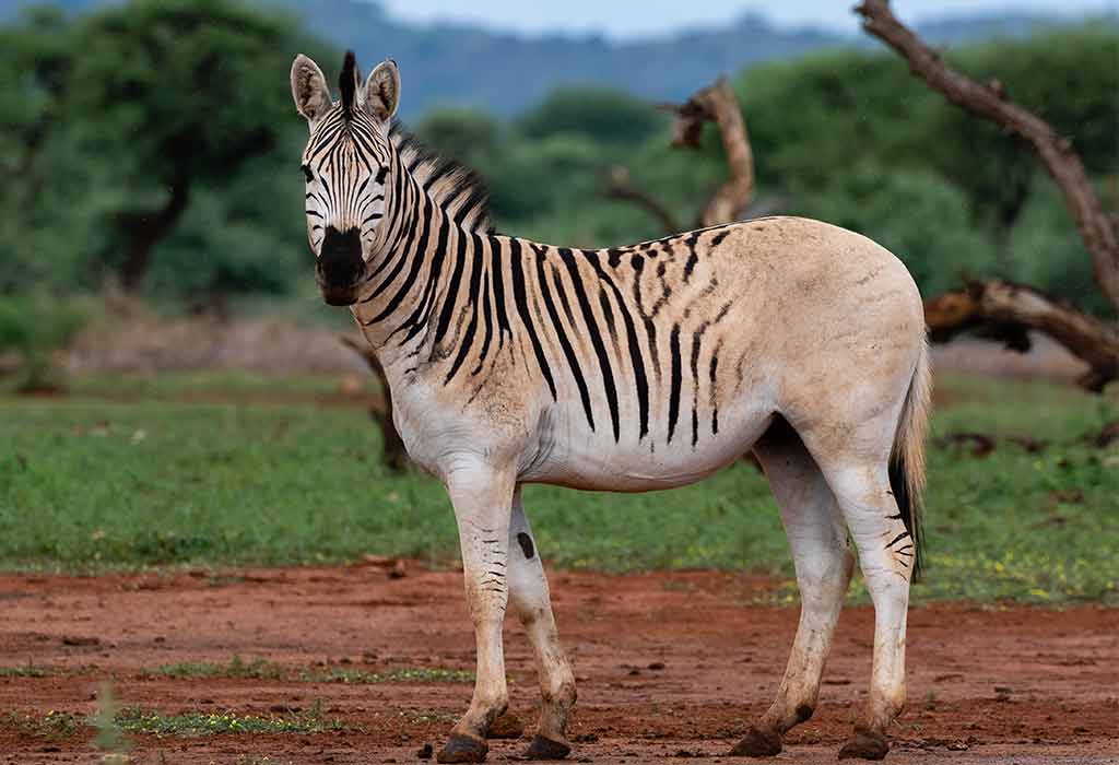 Quagga