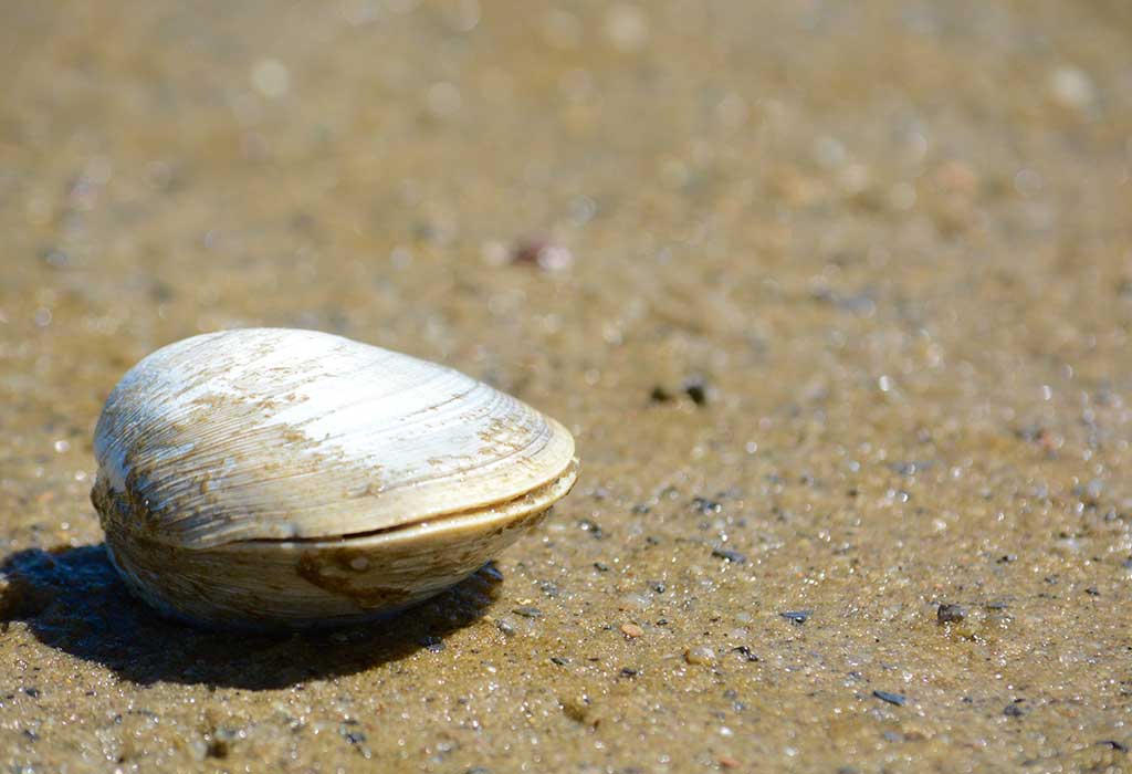 Quahog